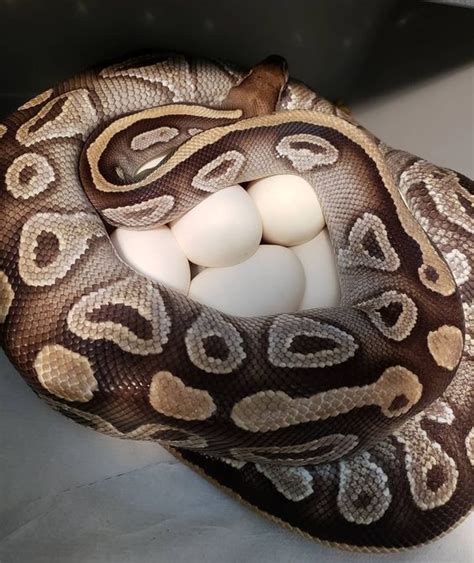 breeding ball pythons|female ball python breeding weight.